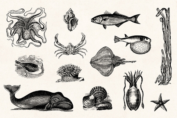 Nautical Engraving Illustrations in Illustrations - product preview 2