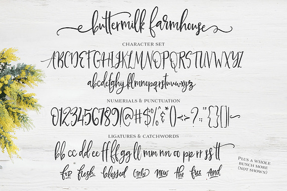Buttermilk Farmhouse Type & Graphics in Script Fonts - product preview 5