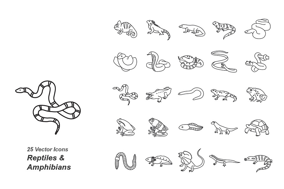 Reptiles & Amphibians outlines 