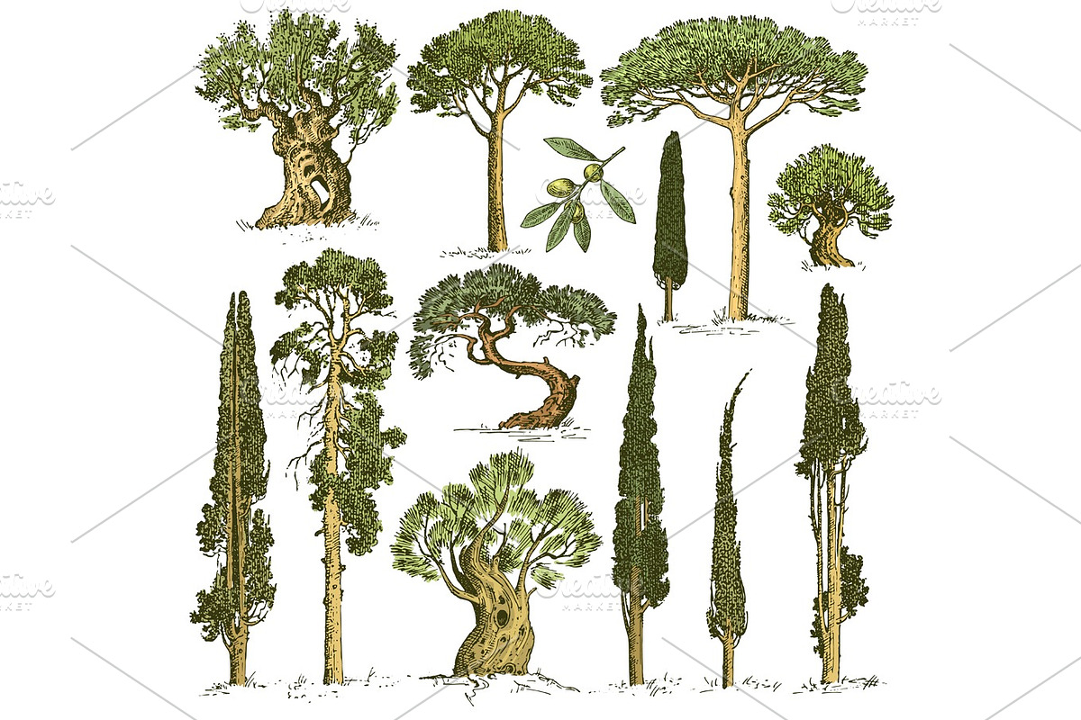 big set of engraved, hand drawn trees include pine, olive and cypress, fir tree forest isolated object in Illustrations - product preview 8