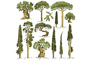 big set of engraved, hand drawn trees include pine, olive and cypress, fir tree forest isolated object