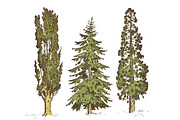 set of hand drawn trees italian cypress and stone pine , pinea, isolated vector illustration, engraved symbols of south, evergreen