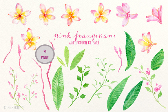 Pink Frangipani Clip Art Watercolor in Illustrations - product preview 1