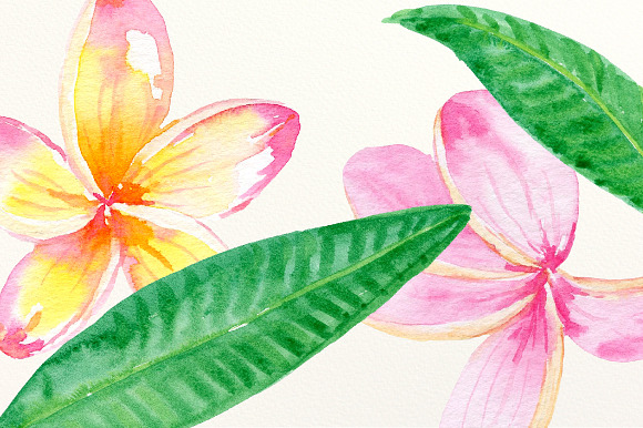 Pink Frangipani Clip Art Watercolor in Illustrations - product preview 3