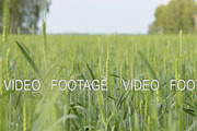 Green wheat field scene