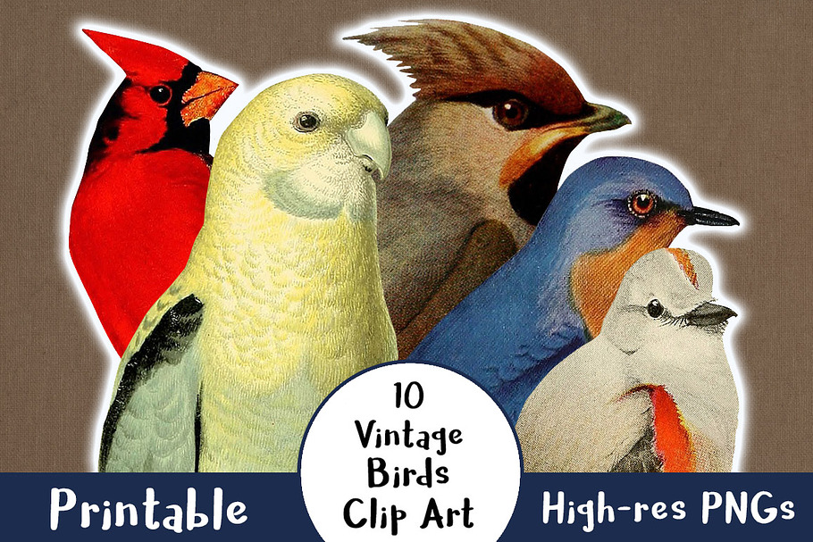 10 Vintage Birds Clip Art