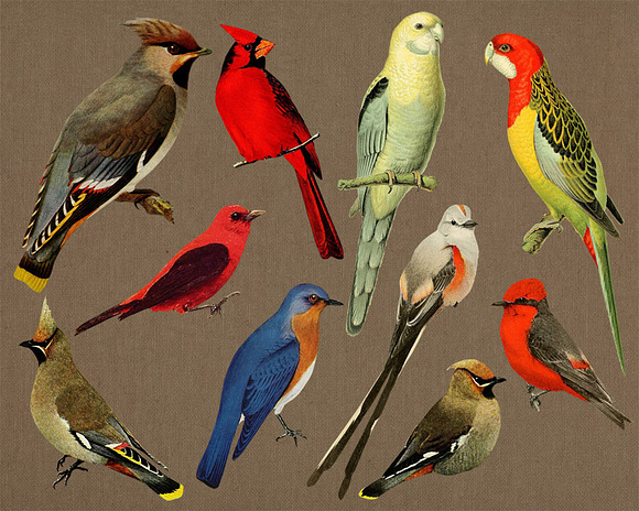 10 Vintage Birds Clip Art in Illustrations - product preview 1