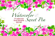 Watercolor sweet pea. Floral clipart