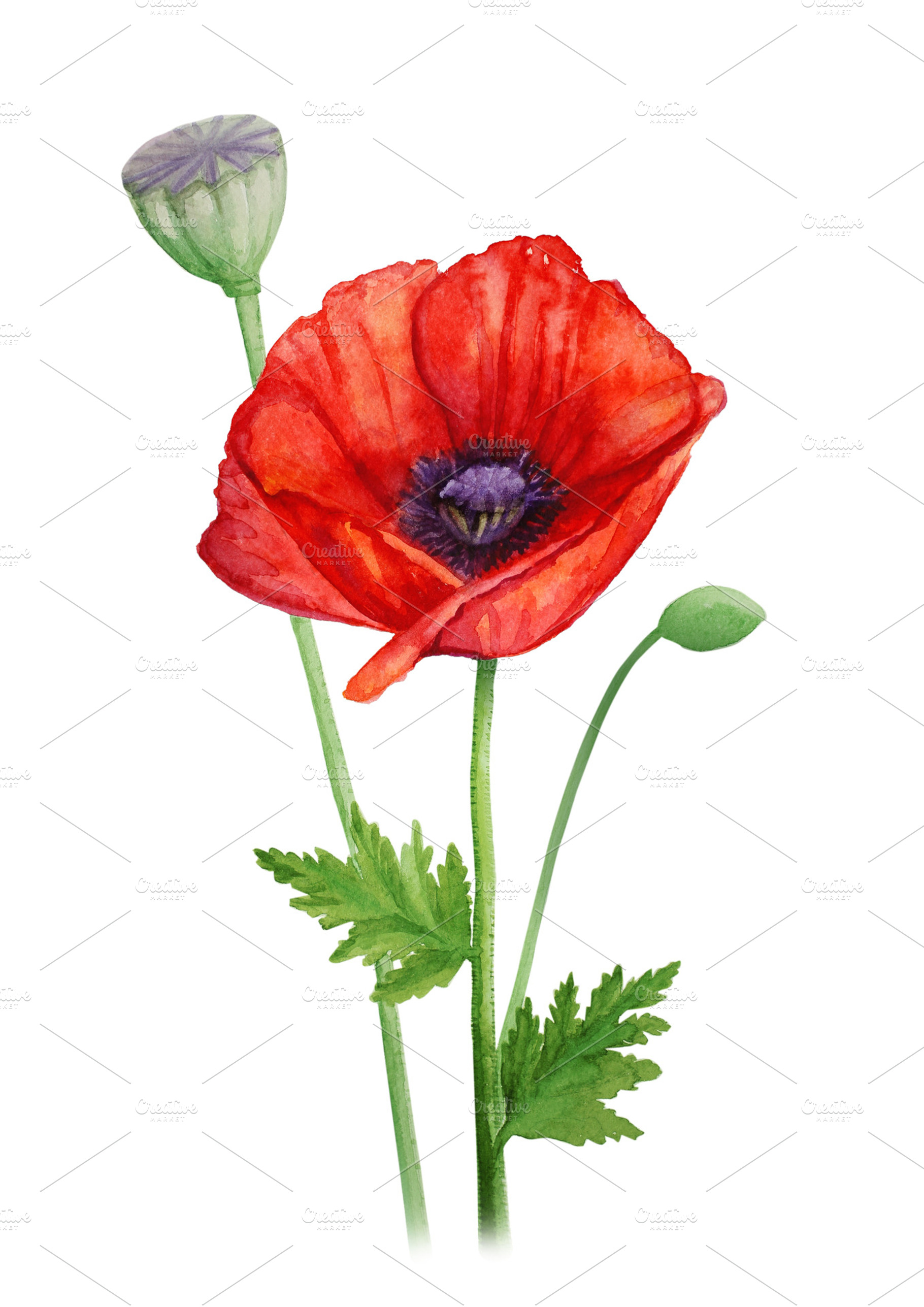 Red poppy flower on a stalk - watercolor illustration | High-Quality ...
