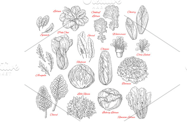 Vector sketch icons of salad leafy vegetables