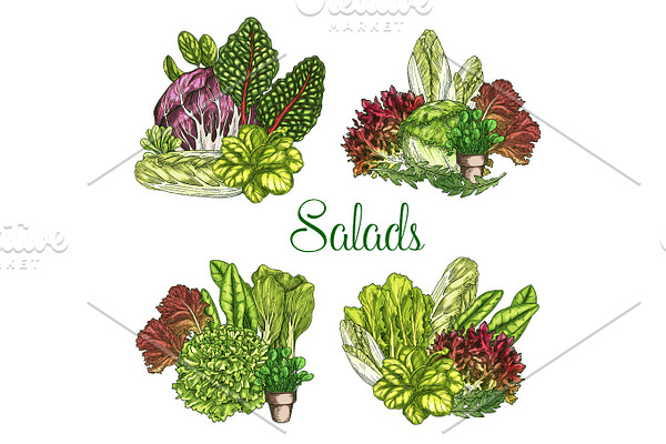 Vector farm salads or leafy lettuce vegetables
