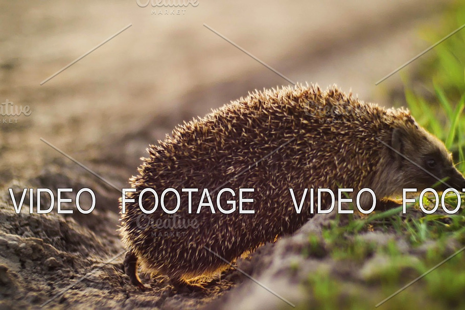 hedgehog walking from dry ground to green grass in sunset time in Graphics - product preview 8
