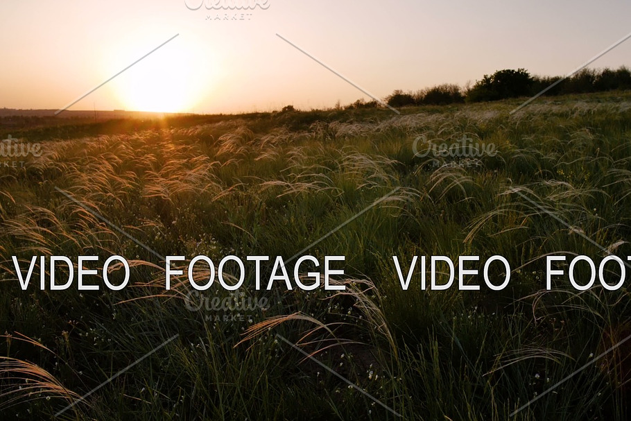 field with golden grass on sunset