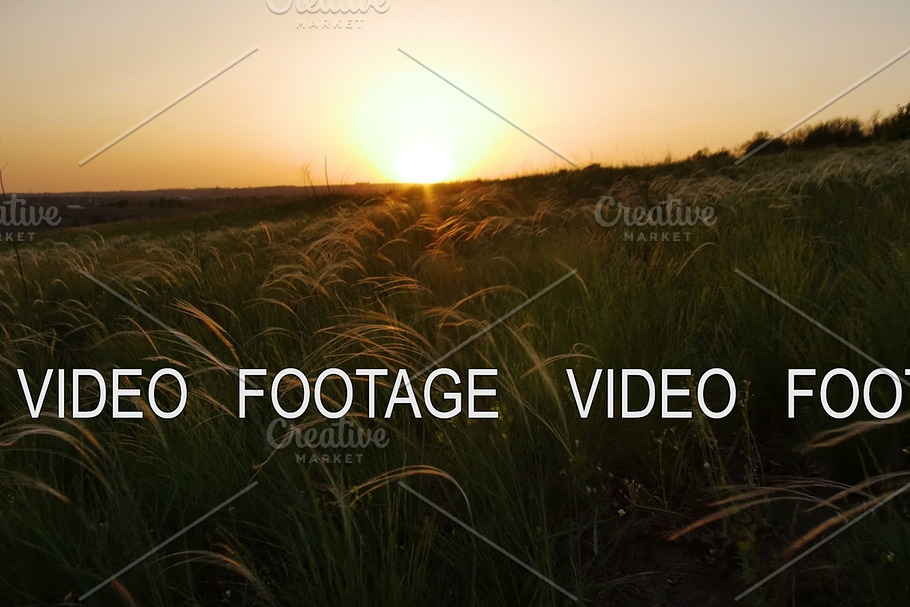 camera moves along field with golden grass on sunset, smooth movement