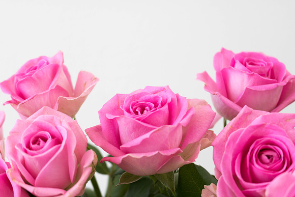 Pink Roses Collection in Graphics - product preview 2