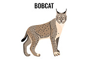 Full length spotted bobcat vector illustration isolated. Wildlife animal cat