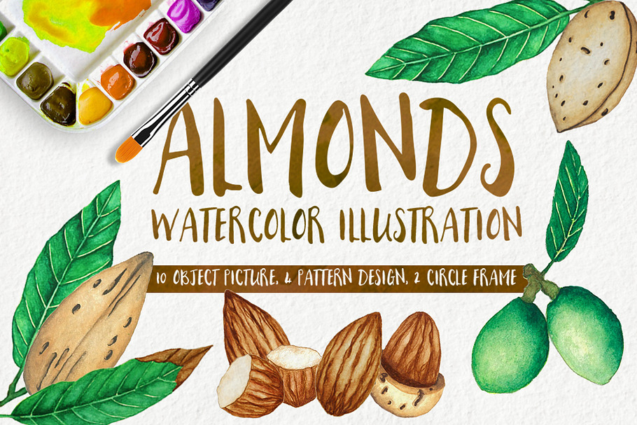 Almonds Watercolors Illustration