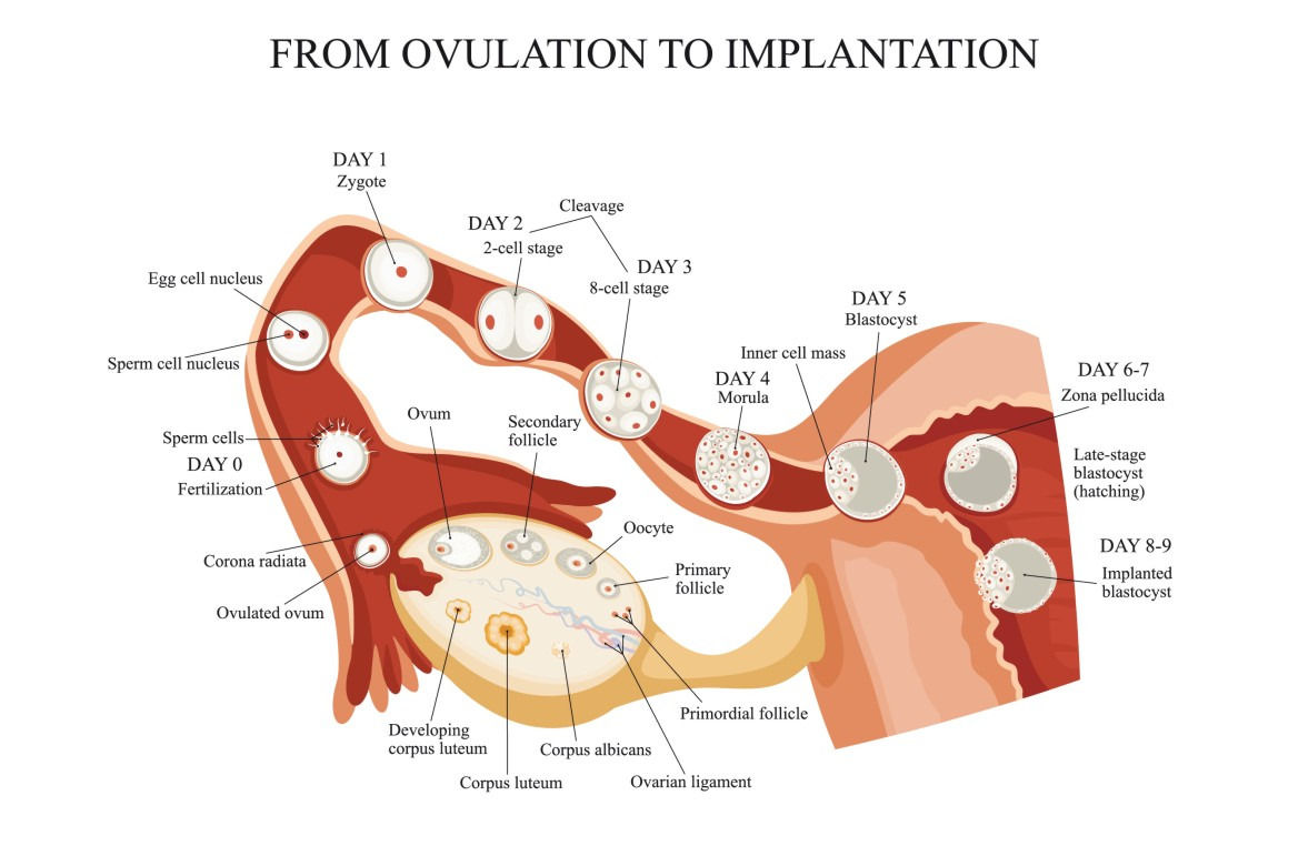 From ovulation to implantation  Illustrations Creative 