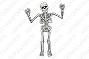 Cartoon Standing Skeleton