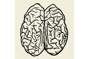 Vector hand drawn Human brain