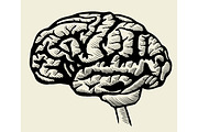 Engraving brain illustration