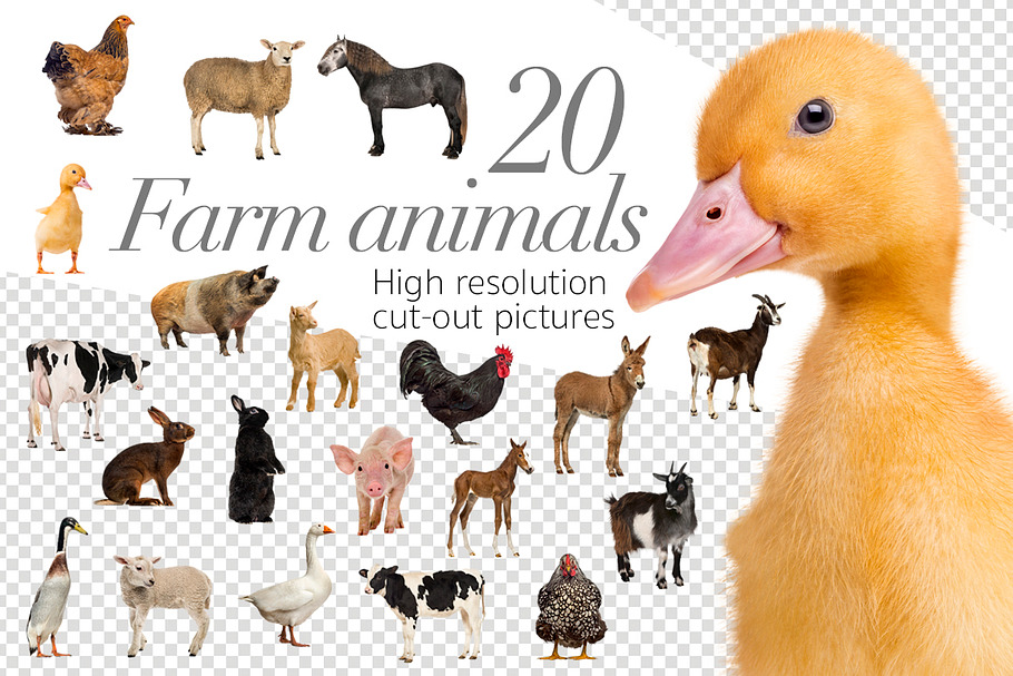 20 Farm Animals - Cut-out Pictures in Objects - product preview 8
