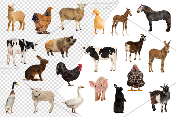20 Farm Animals - Cut-out Pictures in Objects - product preview 1