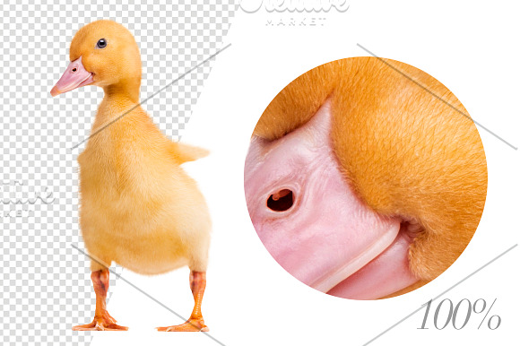 20 Farm Animals - Cut-out Pictures in Objects - product preview 2