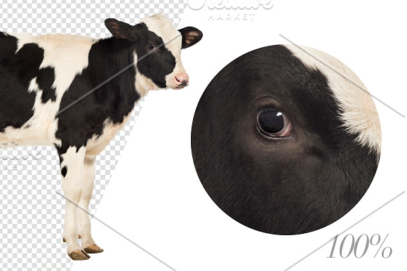 20 Farm Animals - Cut-out Pictures in Objects - product preview 5