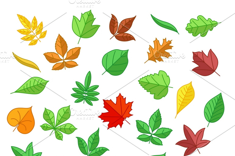 Autumn and summer leaves in Illustrations - product preview 8
