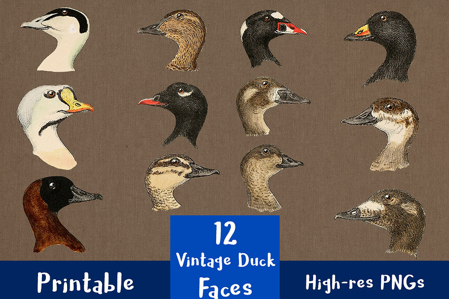 12 Vintage Duck Faces in Illustrations - product preview 8