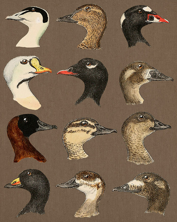 12 Vintage Duck Faces in Illustrations - product preview 1