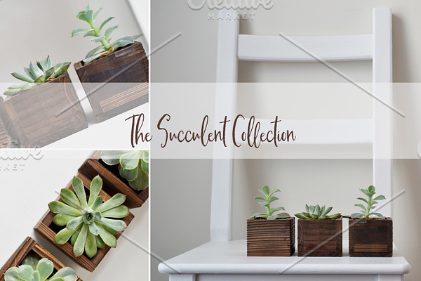 The Succulent Collection