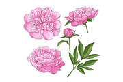 Peony flowers, bud, leaves, hand drawn sketch style vector illustration