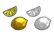 Lemon Slice and whole. Vector black and color vintage engraving