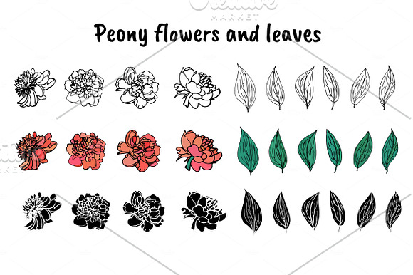 Peonies  in Graphics - product preview 2