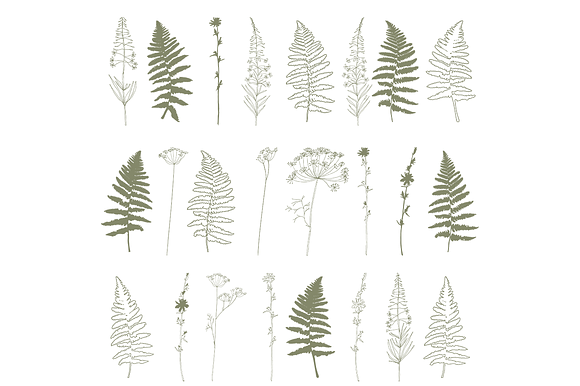 Wild flowers and leaves collection in Illustrations - product preview 1