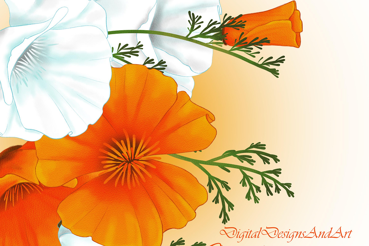 California poppy in Illustrations - product preview 8