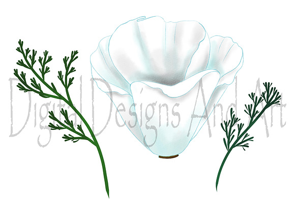 California poppy in Illustrations - product preview 2