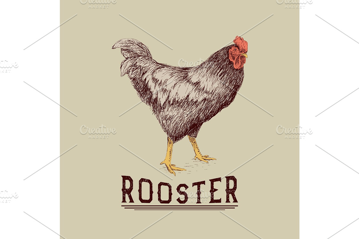 Rooster drawn in hand drawn style in Illustrations - product preview 8