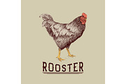 Rooster drawn in hand drawn style