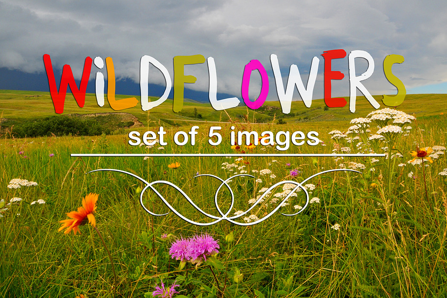Wildflowers-set of 5 images