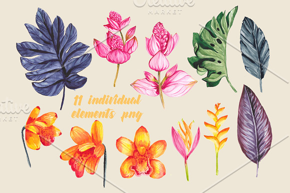 Tropicala in Illustrations - product preview 1
