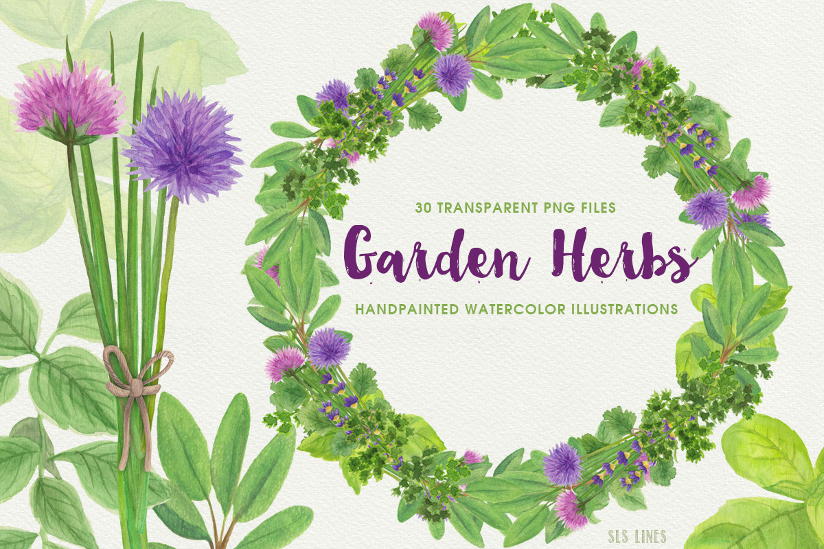 Herb Garden Watercolor Illustrations in Illustrations - product preview 8