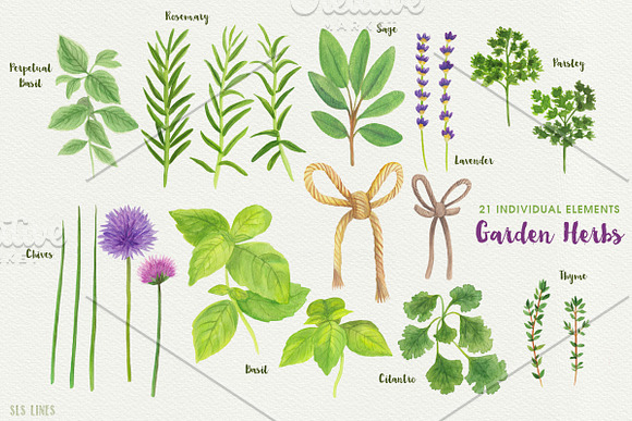 Herb Garden Watercolor Illustrations in Illustrations - product preview 1
