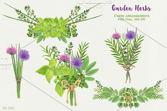 Herb Garden Watercolor Illustrations in Illustrations - product preview 3