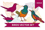 Birds vector set
