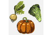 set of hand drawn, engraved vegetables, vegetarian food, plants, vintage looking pumpkin for halloween, lettuce and turnip