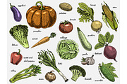 set of hand drawn, engraved vegetables, vegetarian food, plants, vintage looking pumpkin, cabage and tomato, lettuce with carrot, corn and others