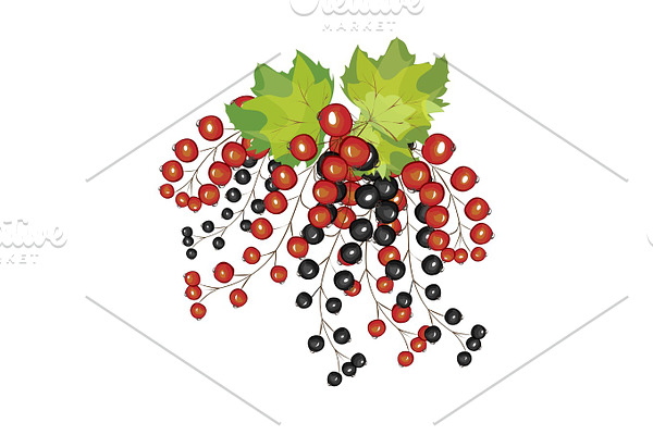 Hand drawn berries black red currant close up.